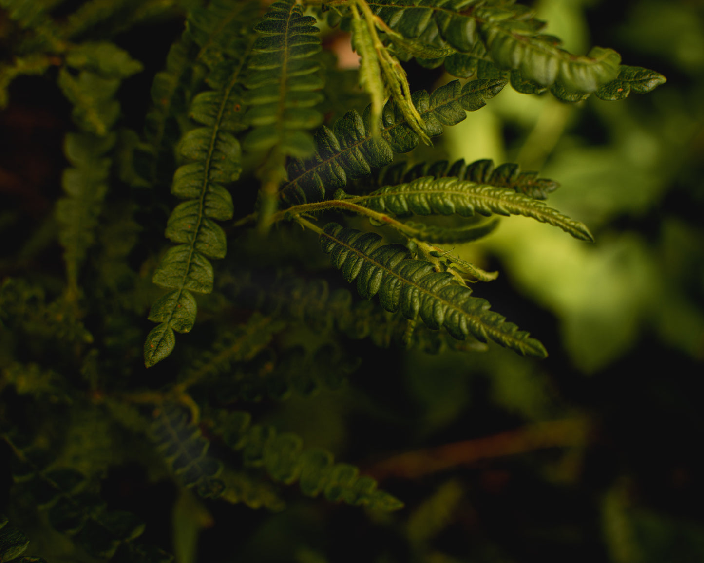 Sweet Fern