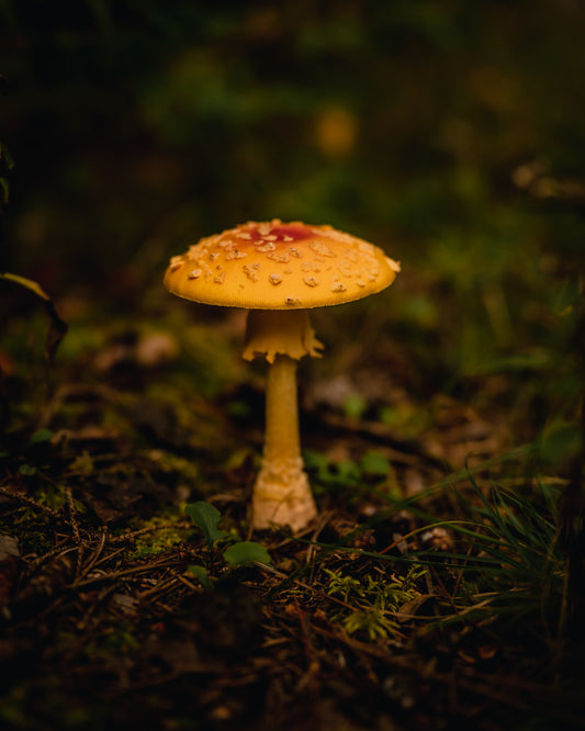 Forest Floor