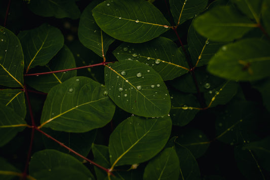 Connections
