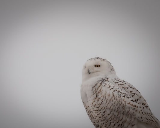 Watchful
